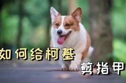 赤峰寵物店剪指甲電話號碼