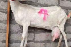 赤峰賣奶山羊電話號碼多少號