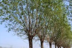 赤峰柳樹苗基地電話地址查詢