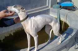 赤峰賣格力犬的地方電話號碼