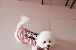 赤峰兔子 寵物店地址電話號碼