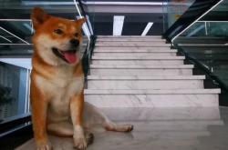 赤峰賣小狗崽電話地址查詢號(hào)碼