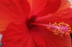 赤峰錦山麻將機售后電話號碼