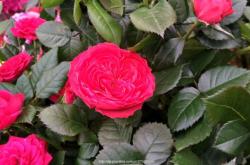 赤峰花卉水族館地址電話號(hào)碼