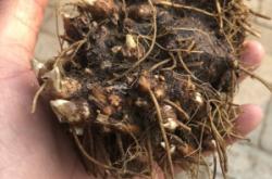 赤峰周邊育苗廠電話多少號