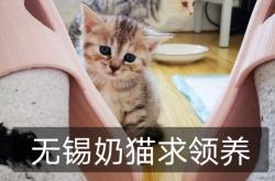 赤峰小奶貓領(lǐng)養(yǎng)中心電話號(hào)碼