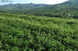 赤峰小牛群電話號碼多少號