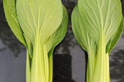 赤峰葉菜批發(fā)電話號碼