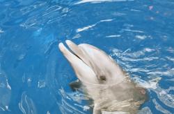 赤峰海貝爾海洋館電話號碼