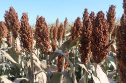 赤峰天紅飼料廠電話號碼