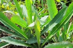 赤峰收購曲麻菜電話地址查詢