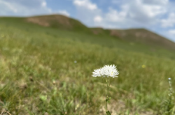 赤峰大勇草業(yè)電話(huà)多少啊