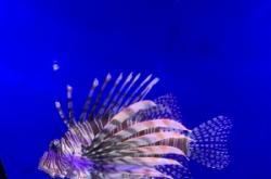 大白鯨公園表演時(shí)間