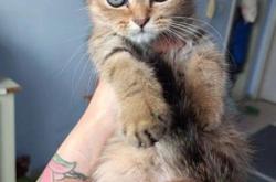 赤峰萬悅城寵物領(lǐng)養(yǎng)電話號(hào)碼