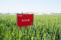 赤峰大地種業(yè)聯(lián)系電話號碼