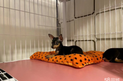 赤峰出售幼犬電話號碼多少啊