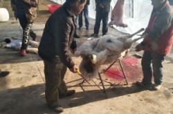 赤峰羊市場(chǎng)在哪