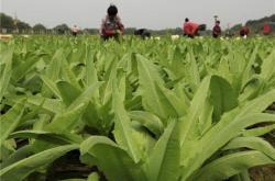 赤峰龍鳳果采摘基地電話號碼