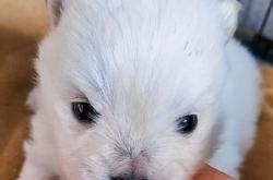 赤峰出售小狗電話號碼多少號