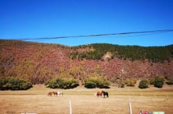 赤峰金秋藝術(shù)團(tuán)地址電話號(hào)碼