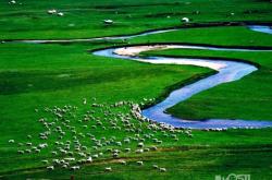 內蒙赤峰蒺藜種植基地電話號碼