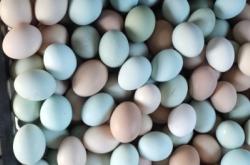 赤峰土雞蛋養(yǎng)殖場(chǎng)電話號(hào)碼