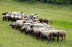 赤峰綿山駕校電話號(hào)碼是多少