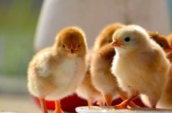 赤峰賣寵物小雞電話號碼多少