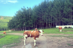 赤峰到唐山客車電話號(hào)碼是多少