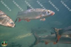 赤峰玉龍魚(yú)垂釣基地電話號(hào)碼