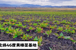 赤峰紅廟子養(yǎng)殖基地電話號碼