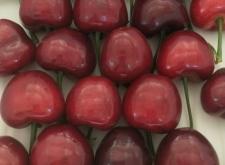 赤峰水果櫻桃種植基地電話號碼