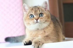 赤峰定制貓舍電話多少號