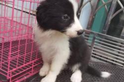 赤峰哇塞寵物店電話地址查詢