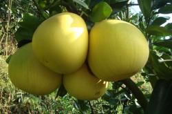 赤峰柚子店鋪電話多少號啊