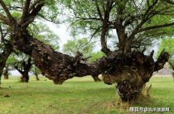 赤峰緣逸農(nóng)莊電話號碼查詢