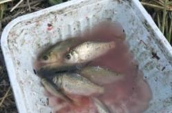 赤峰野釣俱樂部電話多少號