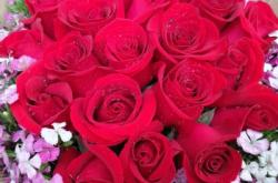 赤峰紅玫瑰鮮花店電話號碼