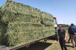 赤峰生產(chǎn)苜蓿草廠家電話號碼