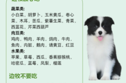 赤峰領(lǐng)養(yǎng)邊牧狗狗電話號(hào)碼