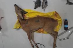 赤峰動物監(jiān)督管理所電話號碼