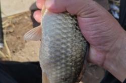 赤峰野釣鯽魚出售電話地址查詢