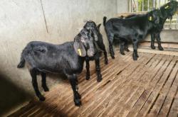 赤峰白沙福種羊基地電話號(hào)碼