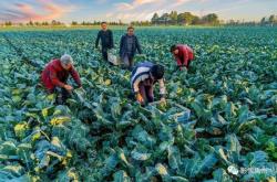 赤峰銅廠用磚廠電話號(hào)碼查詢