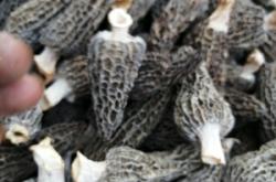 赤峰羊肚菌干貨批發(fā)電話號碼