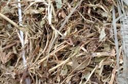 赤峰谷子草塊收購電話號碼