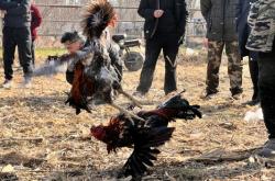 赤峰寵物斗牛場地址電話號碼