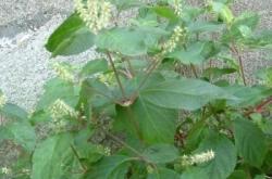 赤峰藥材鑒定中心電話號碼