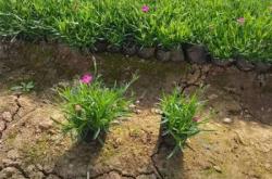 赤峰歐石竹種植基地電話號碼