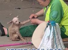 赤峰剪毛培訓機構(gòu)電話號碼查詢